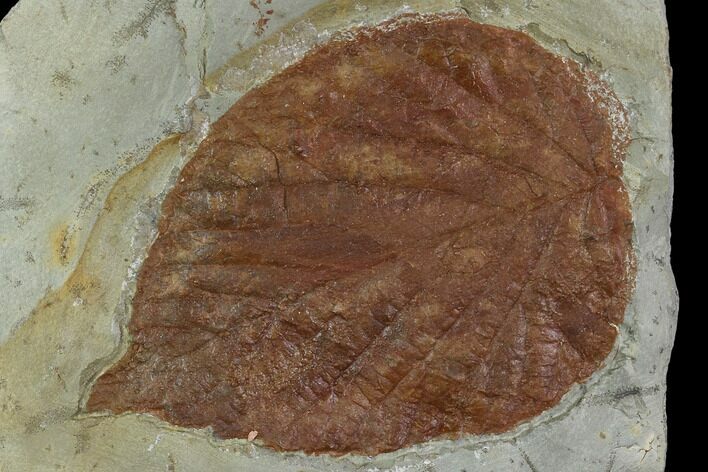 Fossil Leaf (Beringiphyllum)- Montana #106258